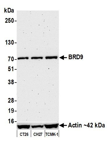 BRD9 Antibody in Western Blot (WB)