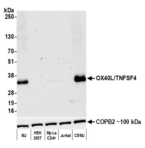 OX40L/TNFSF4 Antibody in Western Blot (WB)