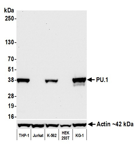 PU.1 Antibody in Western Blot (WB)