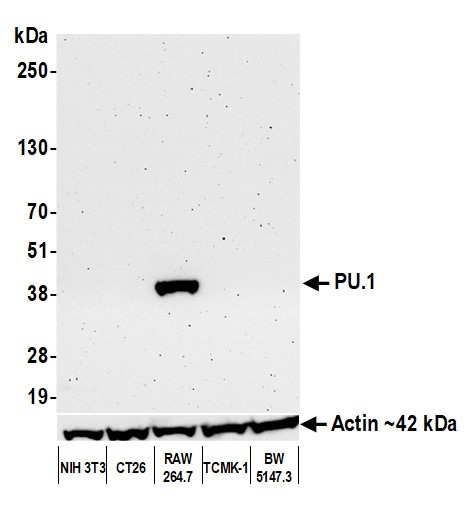 PU.1 Antibody in Western Blot (WB)