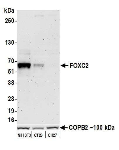 FOXC2 Antibody in Western Blot (WB)