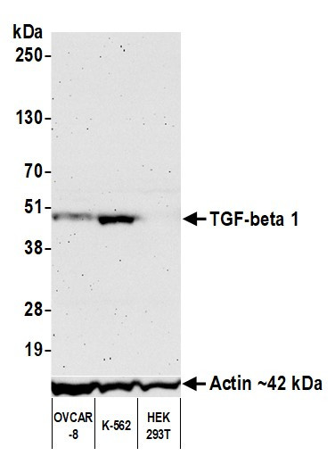 TGF-beta 1 Antibody in Western Blot (WB)