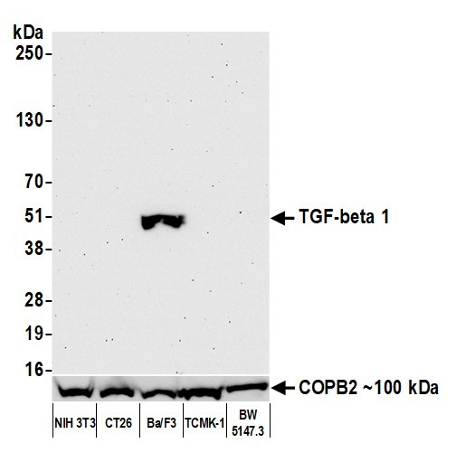 TGF-beta 1 Antibody in Western Blot (WB)