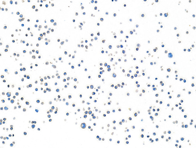 CD28 Antibody in Immunocytochemistry (ICC/IF)