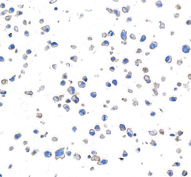 CD28 Antibody in Immunocytochemistry (ICC/IF)