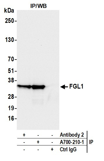 Hepassocin/FGL1 Antibody in Immunoprecipitation (IP)
