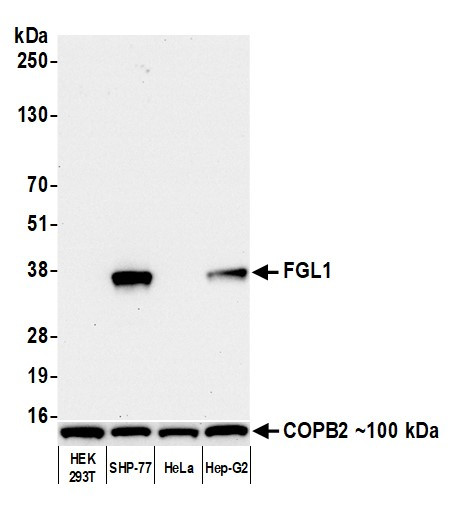 Hepassocin/FGL1 Antibody in Western Blot (WB)