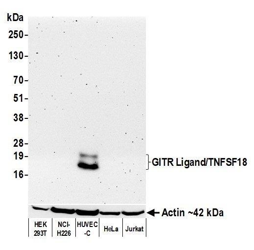 GITR Ligand/TNFSF18 Antibody in Western Blot (WB)