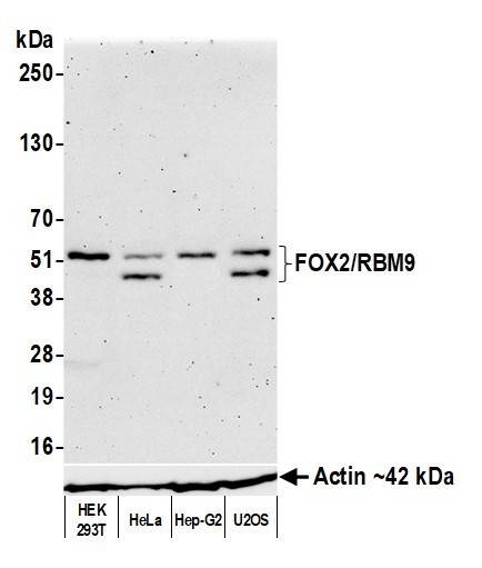 FOX2/RBM9 Antibody in Western Blot (WB)