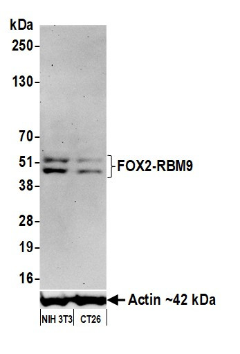 FOX2/RBM9 Antibody in Western Blot (WB)