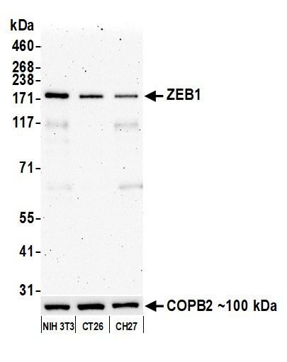 ZEB1 Antibody in Western Blot (WB)