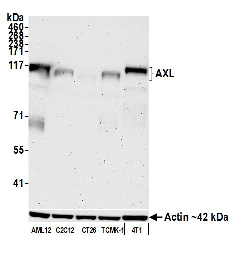 AXL Antibody in Western Blot (WB)