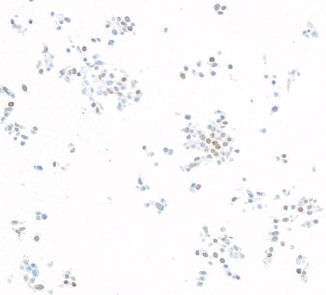 KLF5 Antibody in Immunocytochemistry (ICC/IF)