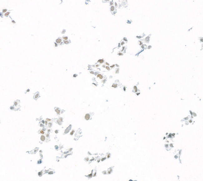 JDP2 Antibody in Immunocytochemistry (ICC/IF)