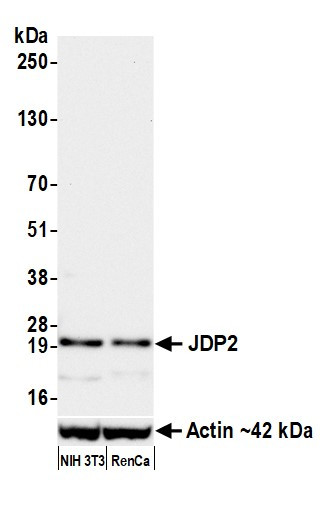 JDP2 Antibody in Western Blot (WB)
