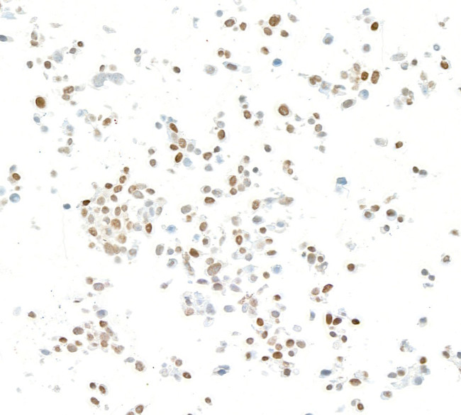 KLF4 Antibody in Immunocytochemistry (ICC/IF)