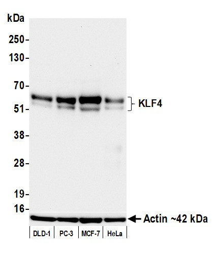 KLF4 Antibody in Western Blot (WB)