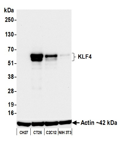 KLF4 Antibody in Western Blot (WB)