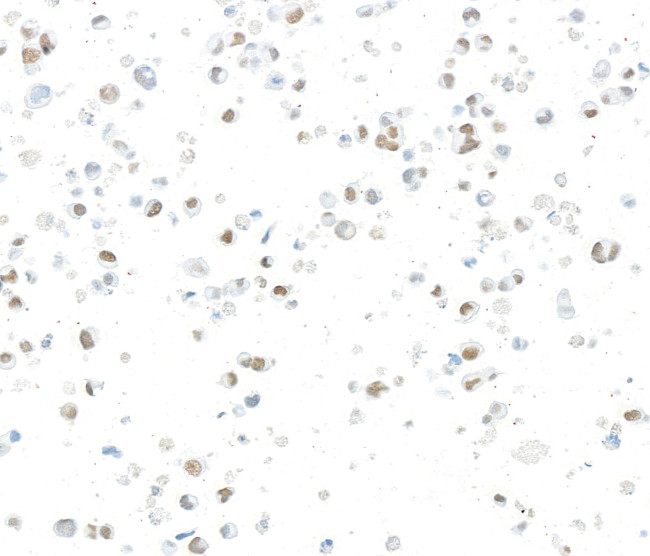 JMJD6 Antibody in Immunocytochemistry (ICC/IF)