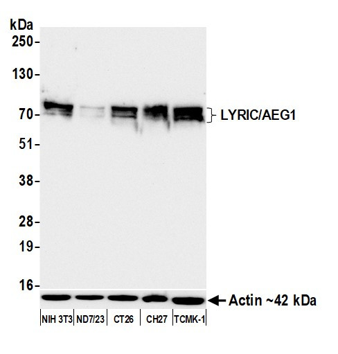LYRIC/AEG1 Antibody in Western Blot (WB)