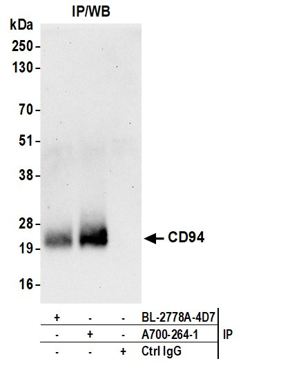 CD94 Antibody in Immunoprecipitation (IP)