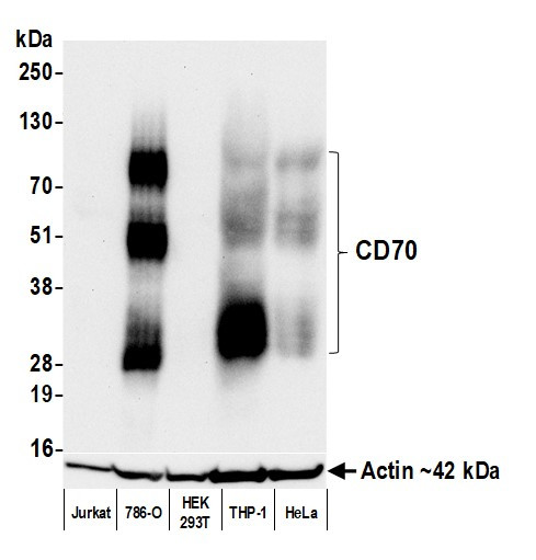 CD70 Antibody in Western Blot (WB)