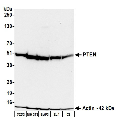 PTEN Antibody in Western Blot (WB)