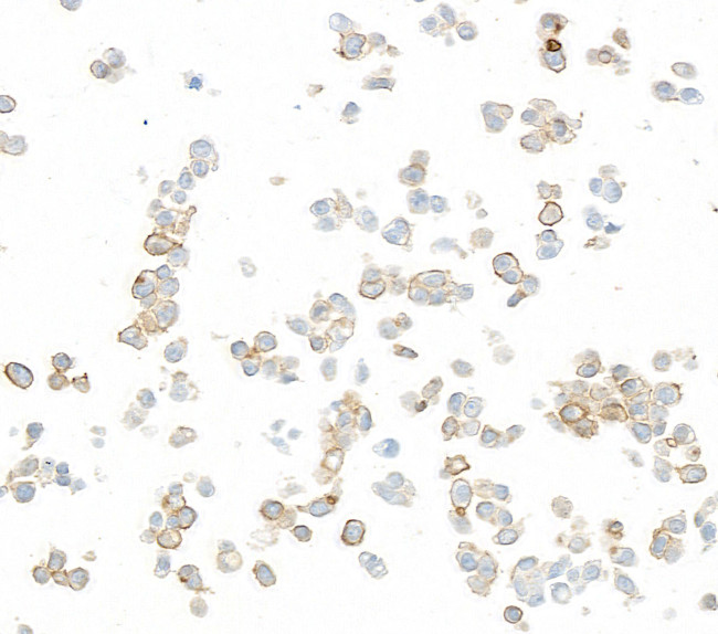 B7-H6 Antibody in Immunocytochemistry (ICC/IF)