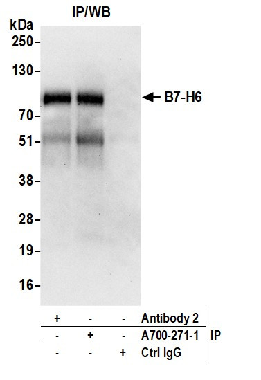 B7-H6 Antibody in Immunoprecipitation (IP)