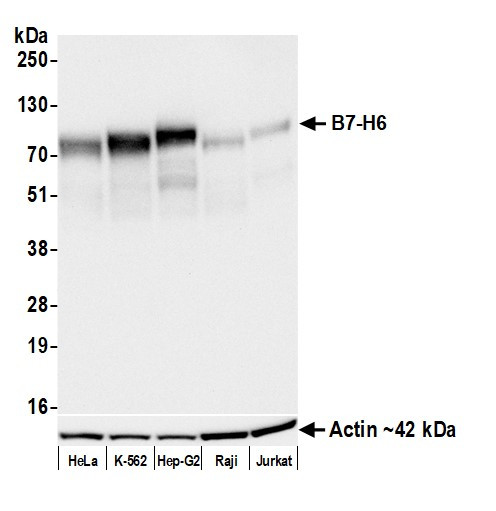 B7-H6 Antibody in Western Blot (WB)