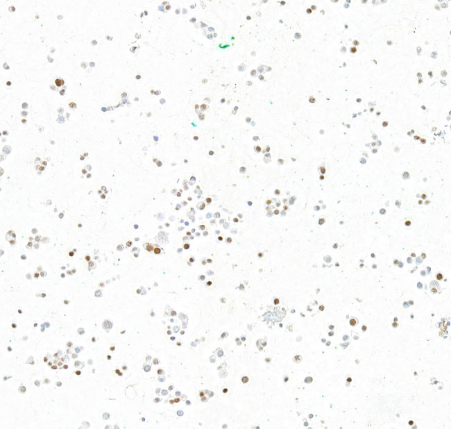 INSM1 Antibody in Immunocytochemistry (ICC/IF)