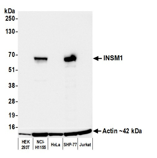 INSM1 Antibody in Western Blot (WB)