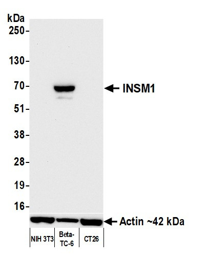 INSM1 Antibody in Western Blot (WB)