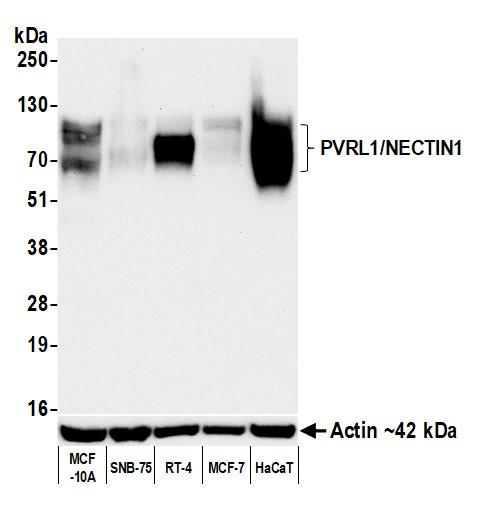 PVRL1/NECTIN1 Antibody in Western Blot (WB)