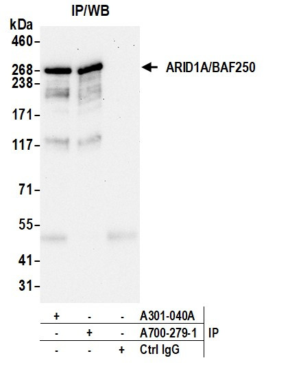 ARID1A/BAF250 Antibody in Immunoprecipitation (IP)