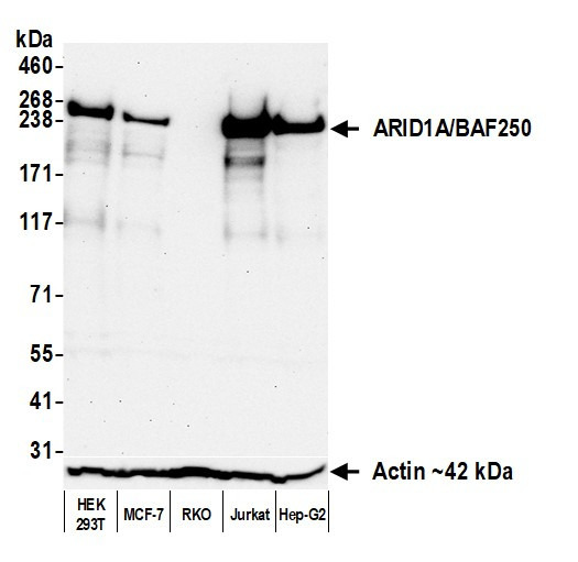 ARID1A/BAF250 Antibody in Western Blot (WB)