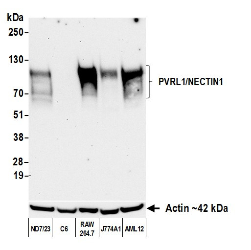 PVRL1/NECTIN1 Antibody in Western Blot (WB)