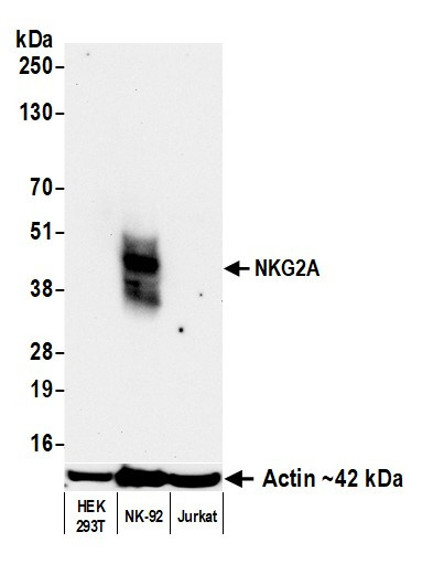 NKG2A Antibody in Western Blot (WB)