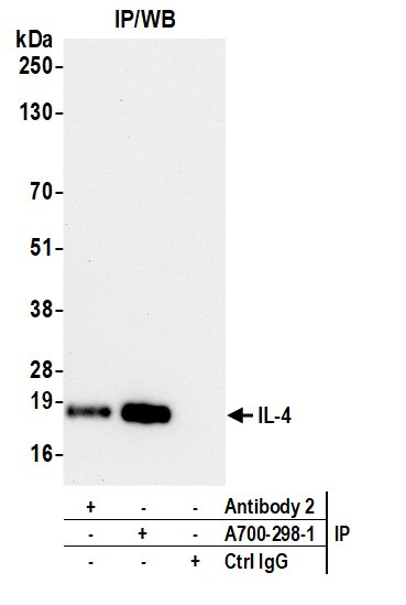 IL-4 Antibody in Immunoprecipitation (IP)