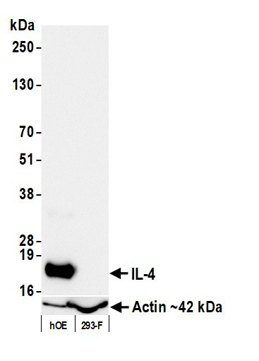 IL-4 Antibody in Western Blot (WB)