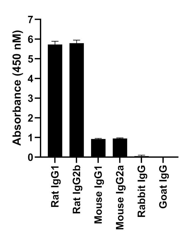 Rat IgG (H+L) Highly Cross-Adsorbed Secondary Antibody