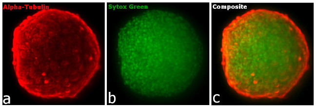 Rat IgG (H+L) Highly Cross-Adsorbed Secondary Antibody in Immunocytochemistry (ICC/IF)