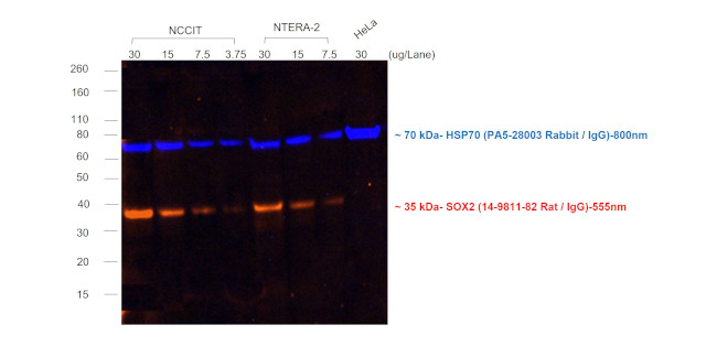 Rat IgG (H+L) Highly Cross-Adsorbed Secondary Antibody in Western Blot (WB)