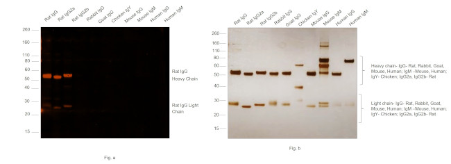 Rat IgG (H+L) Highly Cross-Adsorbed Secondary Antibody in Western Blot (WB)