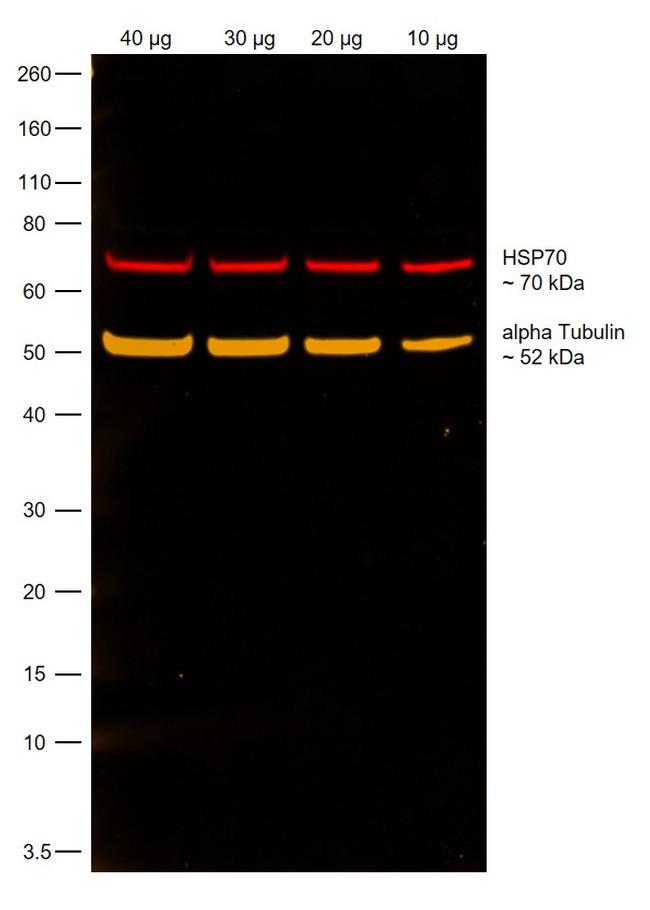 Rat IgG (H+L) Highly Cross-Adsorbed Secondary Antibody in Western Blot (WB)