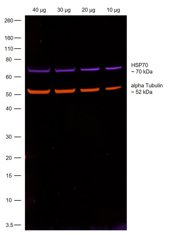 Rat IgG (H+L) Highly Cross-Adsorbed Secondary Antibody in Western Blot (WB)