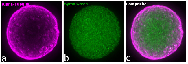 Rat IgG (H+L) Highly Cross-Adsorbed Secondary Antibody in Immunocytochemistry (ICC/IF)