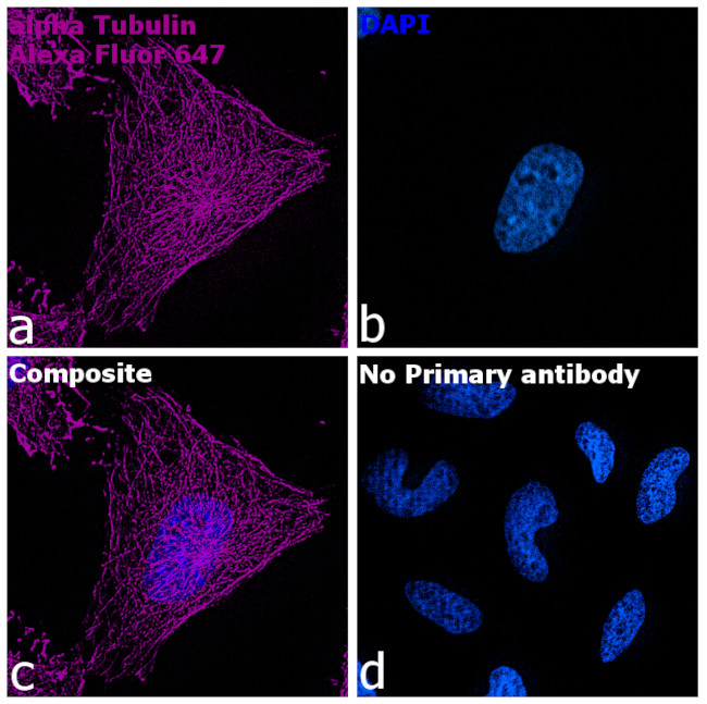 Rat IgG (H+L) Highly Cross-Adsorbed Secondary Antibody in Immunocytochemistry (ICC/IF)