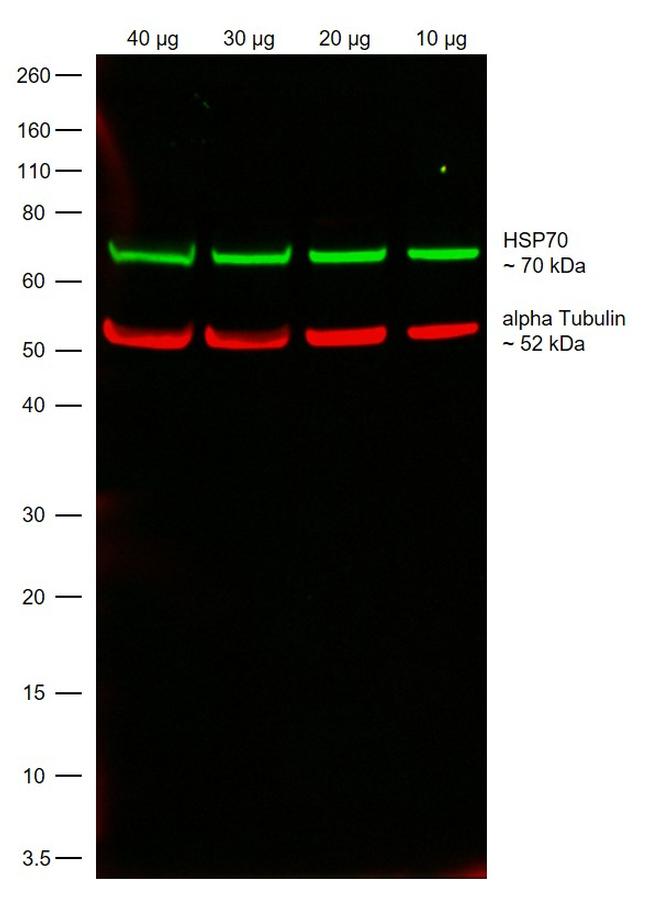 Rat IgG (H+L) Highly Cross-Adsorbed Secondary Antibody in Western Blot (WB)