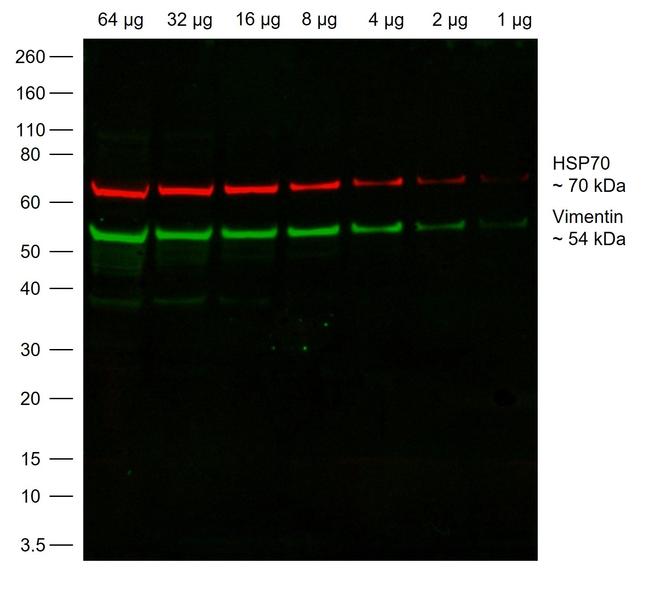 Chicken IgY (H+L) Highly Cross Adsorbed Secondary Antibody in Western Blot (WB)